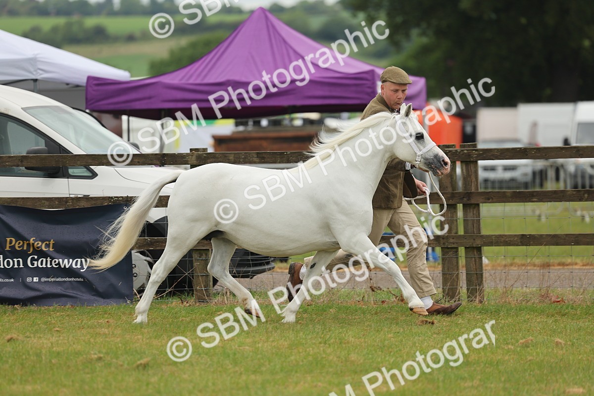 SBM_01529 - Class 50-57 - M&M Welsh Pony In Hand