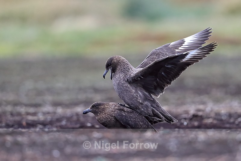 Brown Skuas mating, Falklands - Falkland (Brown) Skua