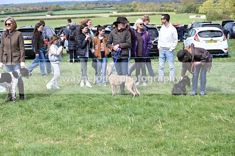 WJ6_8681 - Class 8 Best Working / Gun Dog or Bitch