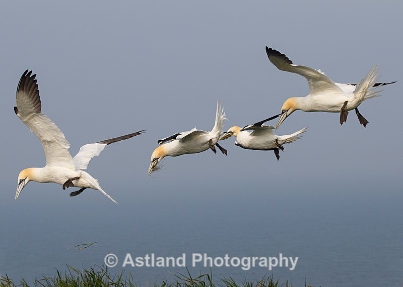 Astland Photography, Bird and Wildlife Images, Susan and Peter Wilson, U.K.