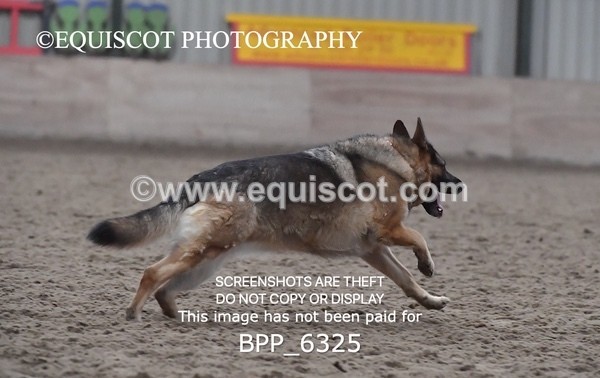 BPP_6325 - CARLA DOGS