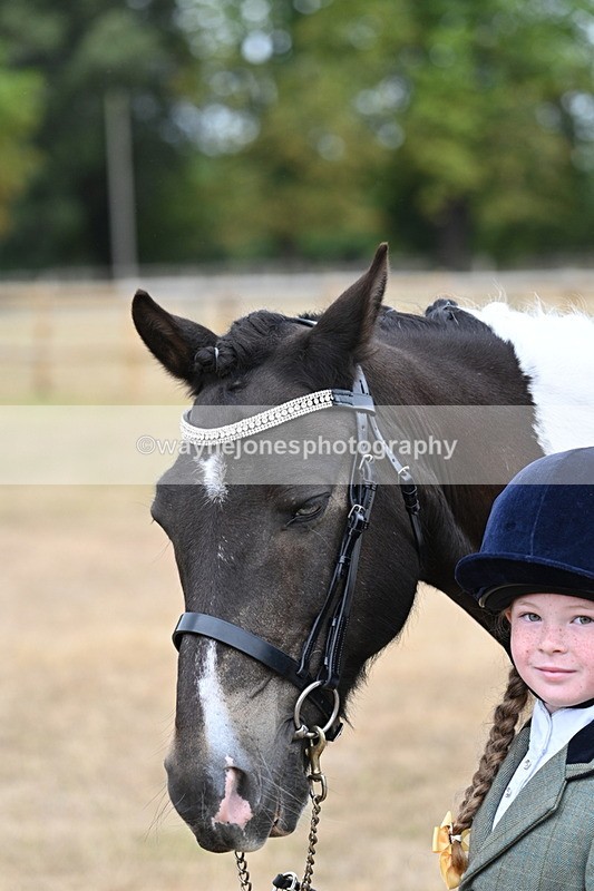 WJ7_9705 - Class 5 Most Handsome Gelding (up to 14.2hh)