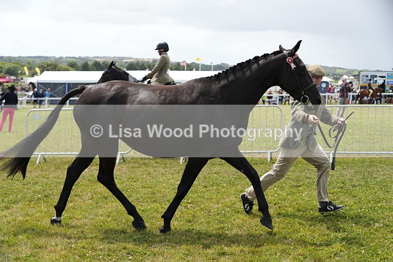 DSC06341 - Class 55: Hunter/Riding Horse/Hack 3 & 4 yr olds