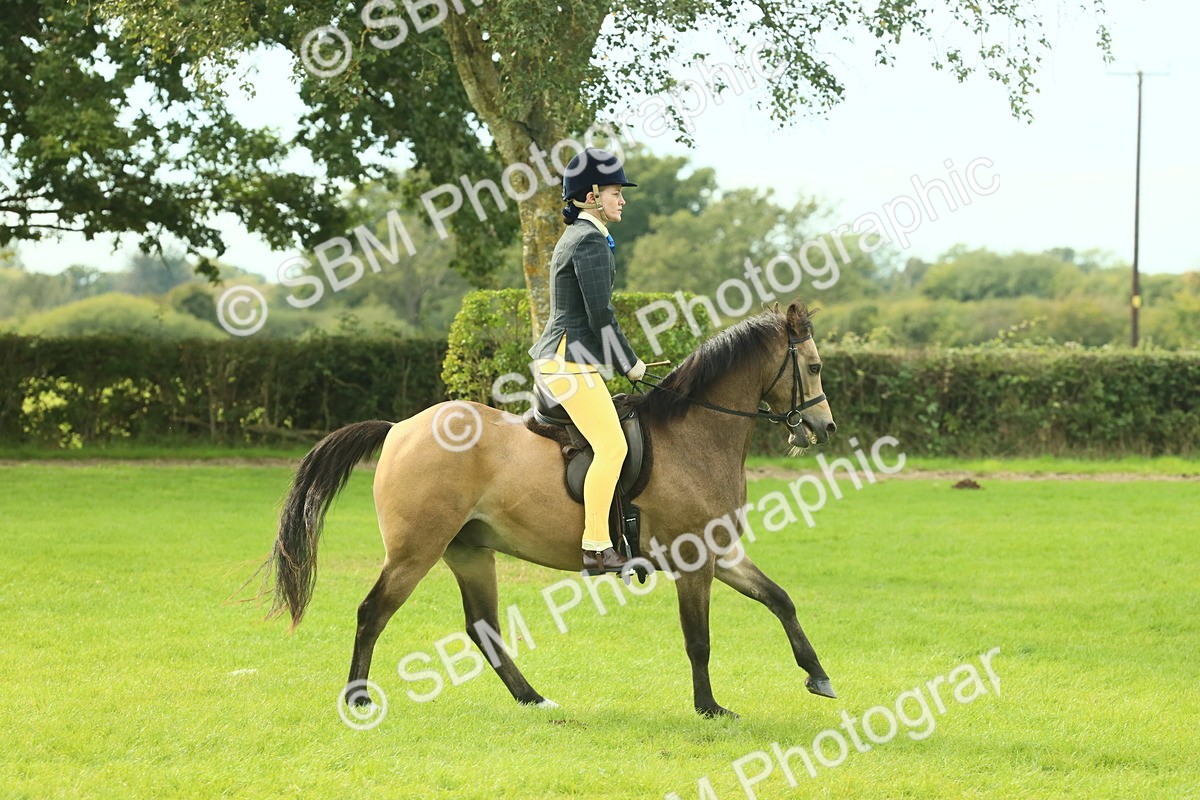 SBM_69823 - S59 - Mountain & Moorland Ridden Small Breeds