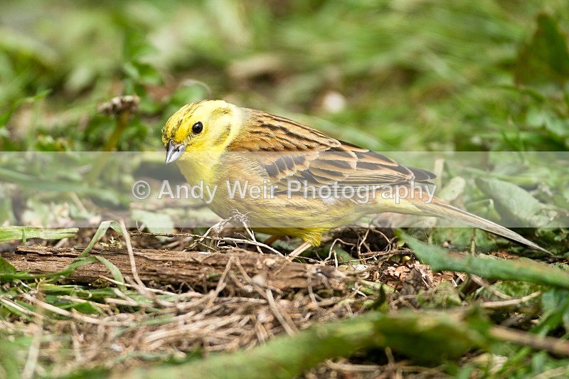 20120508-_MG_9919 - Buntings