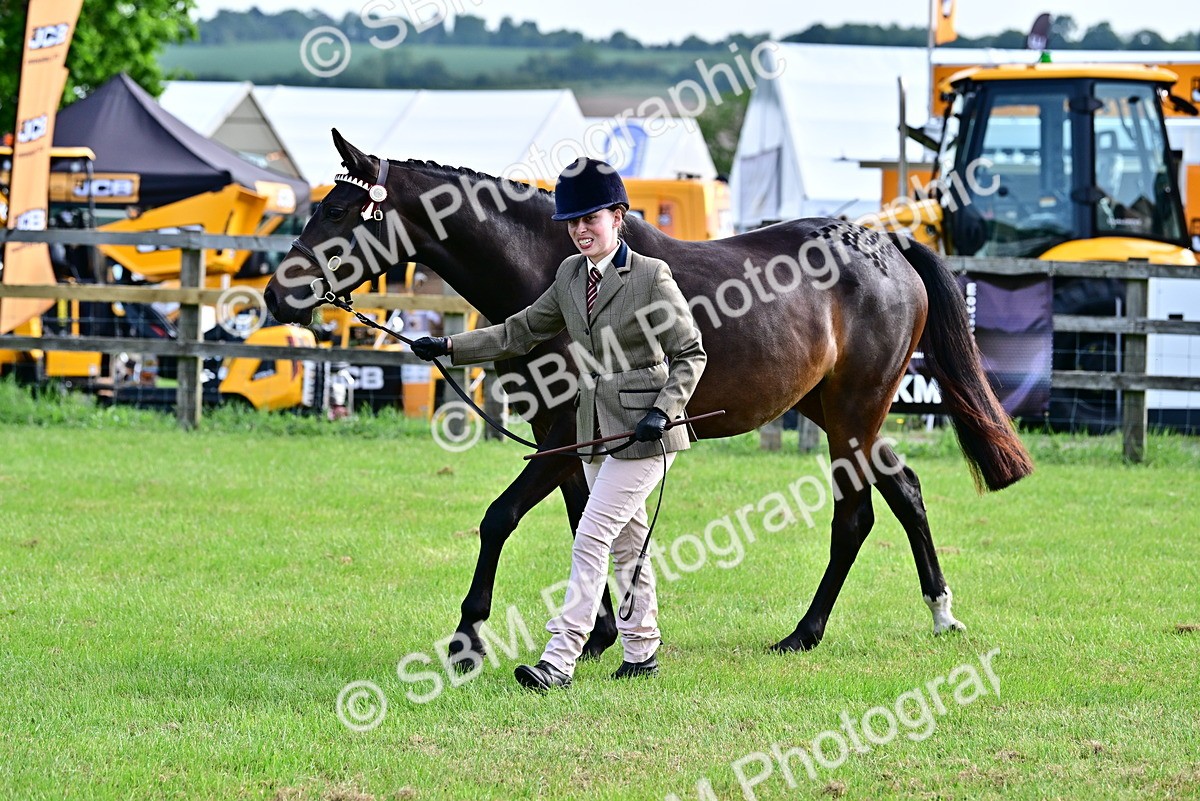 SBM_00087 - Class 46-49 - Arab and Part Bed-Anglo Arab In Hand