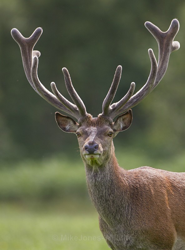Red Deer, Isle of Mull - ISLE OF MULL WILDLIFE, Wildlife images from the Inner Hebrides