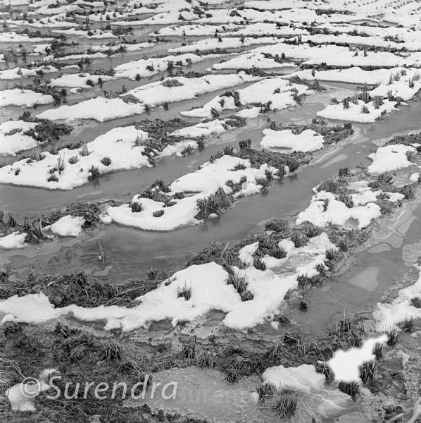 Winter Rice 2 - Rice Fields in Winter