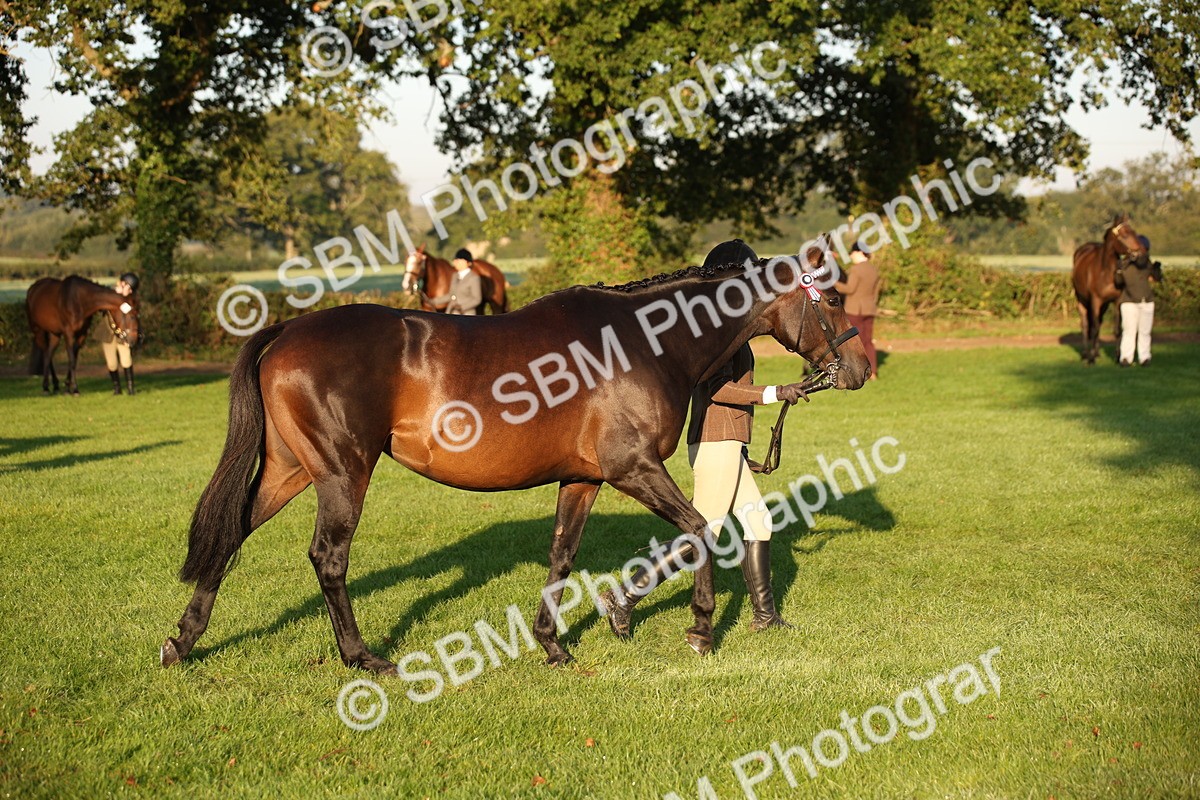 SBM_56894 - S49 - Riding Horse & Hack & Thoroughbred In Hand