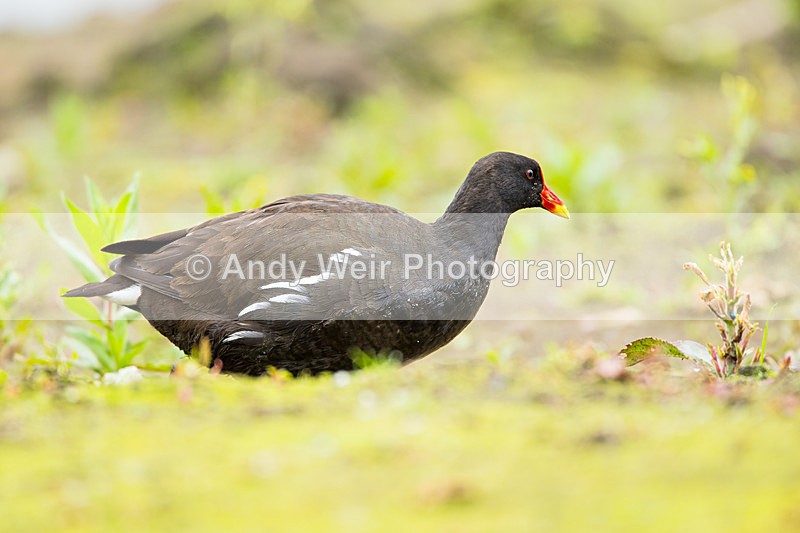 20140527-3K8A1837 - Rails & Coots