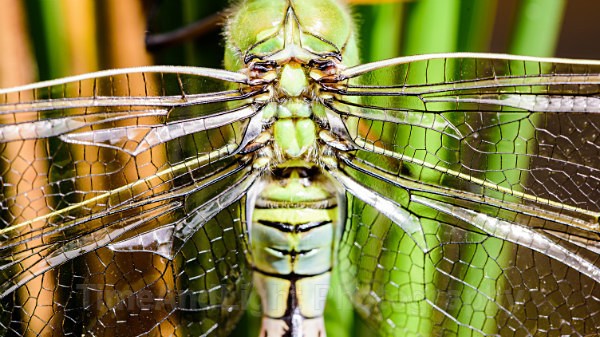 Teneral Female Emperor - Dragonflies & Damselflies
