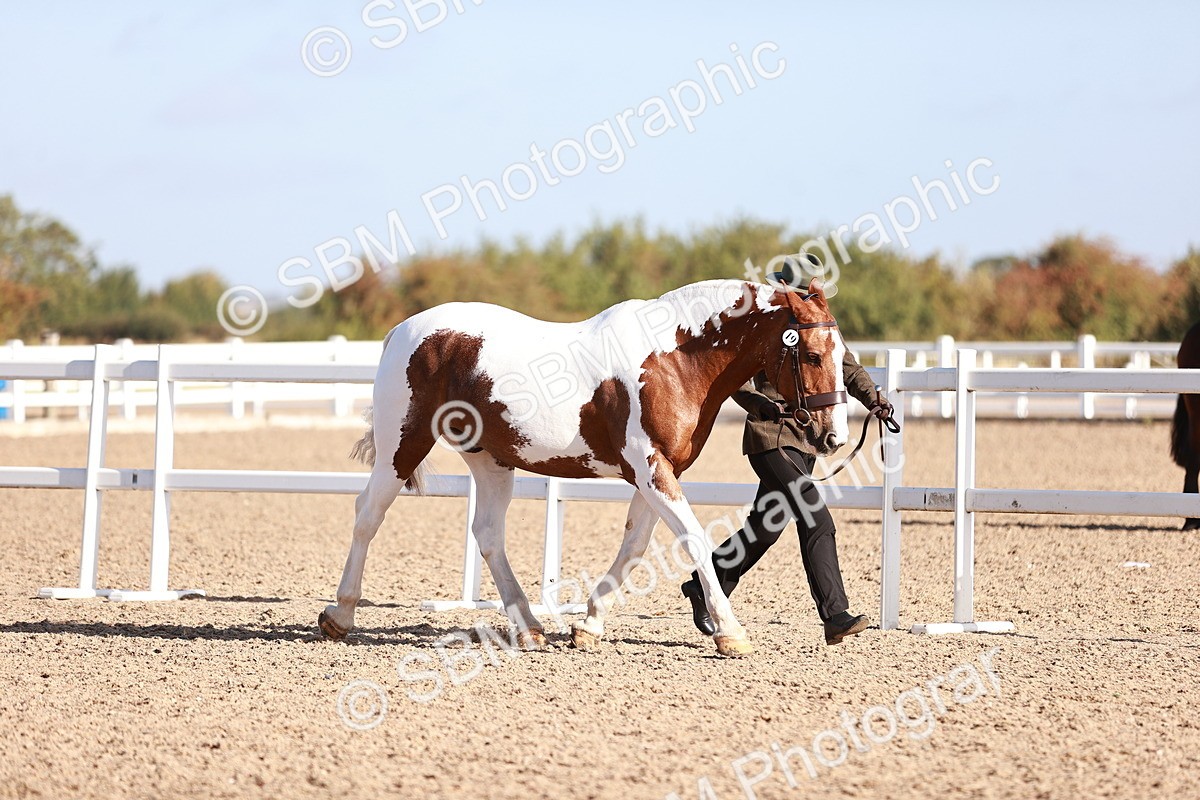 SBM_22009 - Class 702 - IH Show Horse-Pony