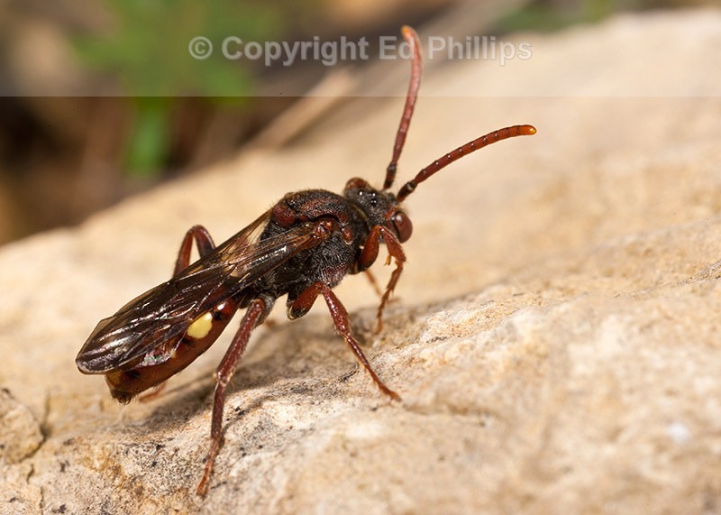 Nomada hirtipes (f)
