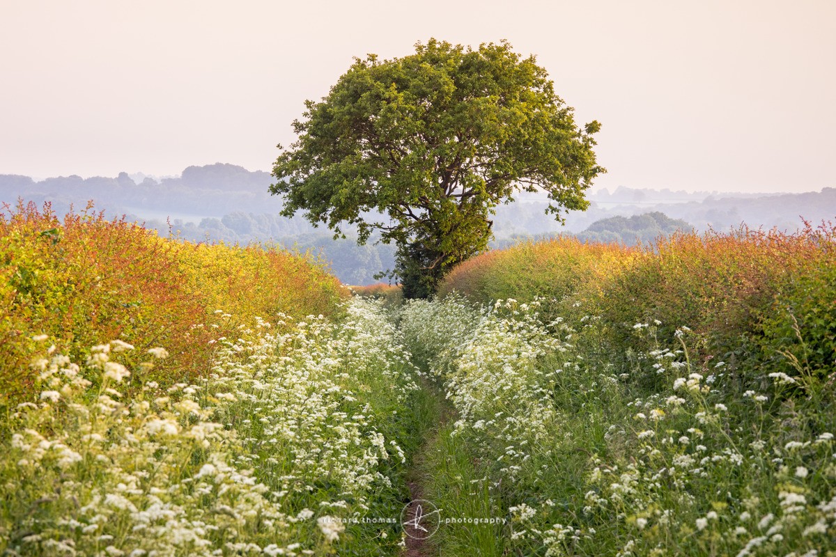 Path through a Spring evening - Wider view