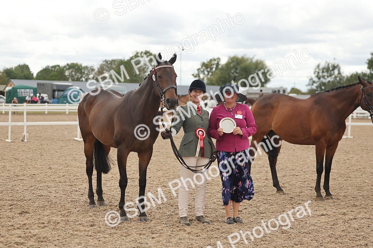 SBM_17141 - Class 313 - IH Retired Racehorse