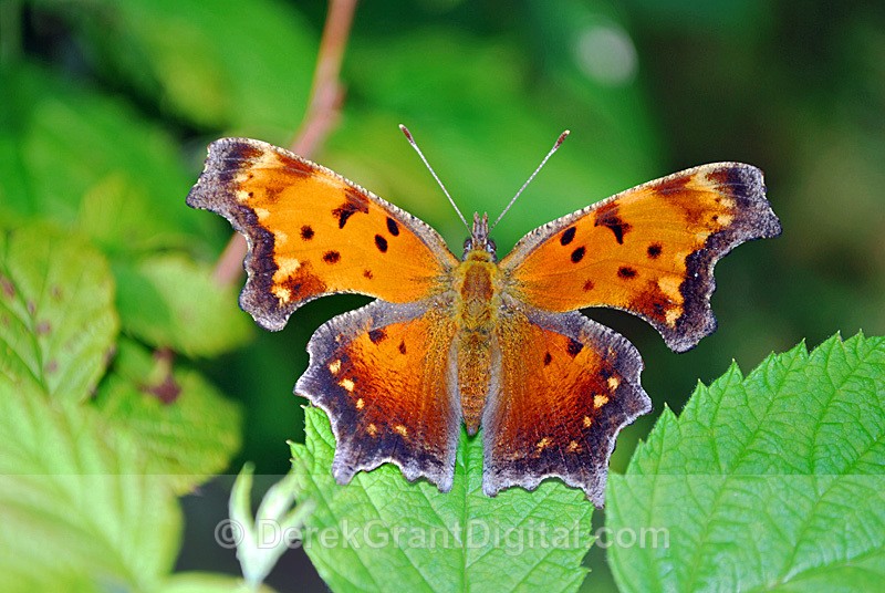 Polygonia progne grey - Butterflies & Moths of Atlantic Canada
