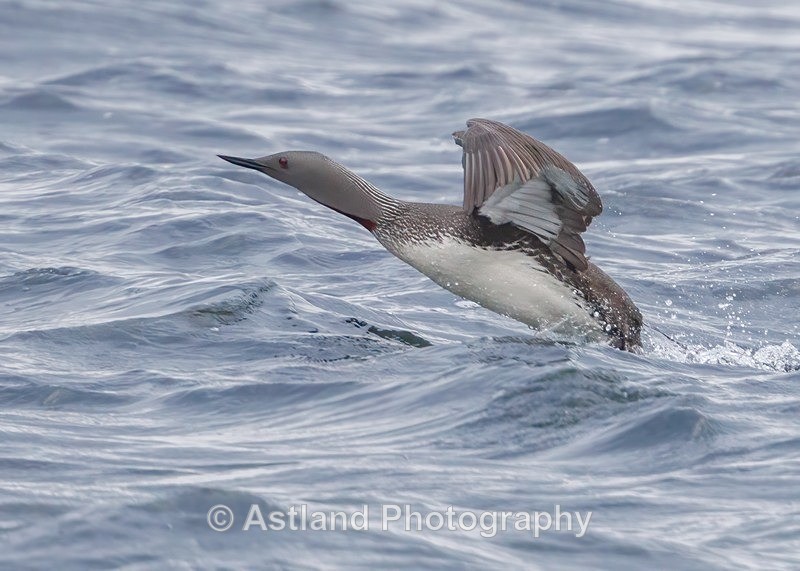 Red-throated Diver - Latest Images