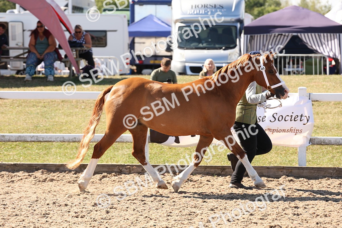 SBM_13910 - Class 205 - IH Show Pony - Show Hunter Pony