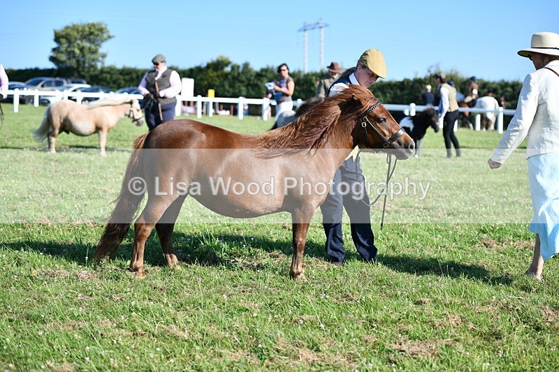 DSC_5683 - Class 49: NPS Shetland Youngstock