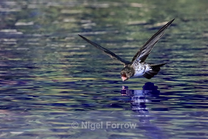 Cave Swiftlet low over water, Bali, Indonesia - Cave Swiftlet