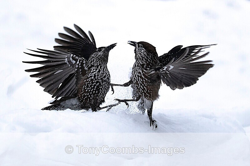 Nutcracker  1901-19056 - The Mountains