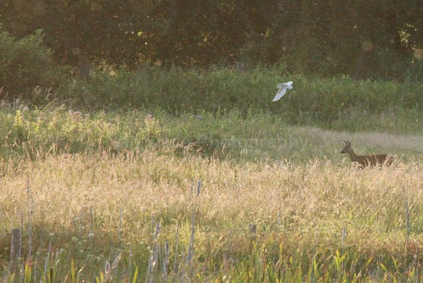  - Birds, swans and gulls