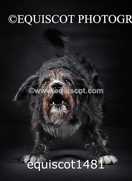 equiscot1481 - RUSSO