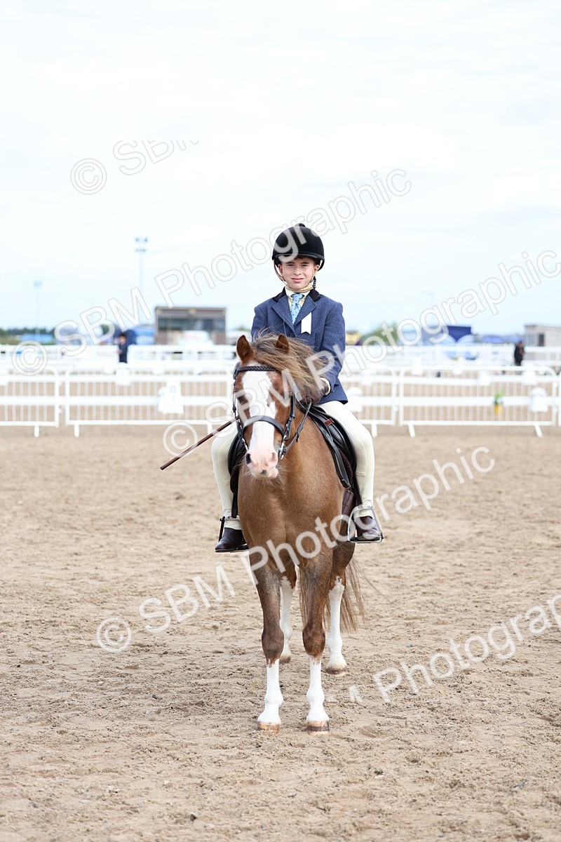 SBM_01839 - Class 18 - Handsomest Gelding - IH or Ridden
