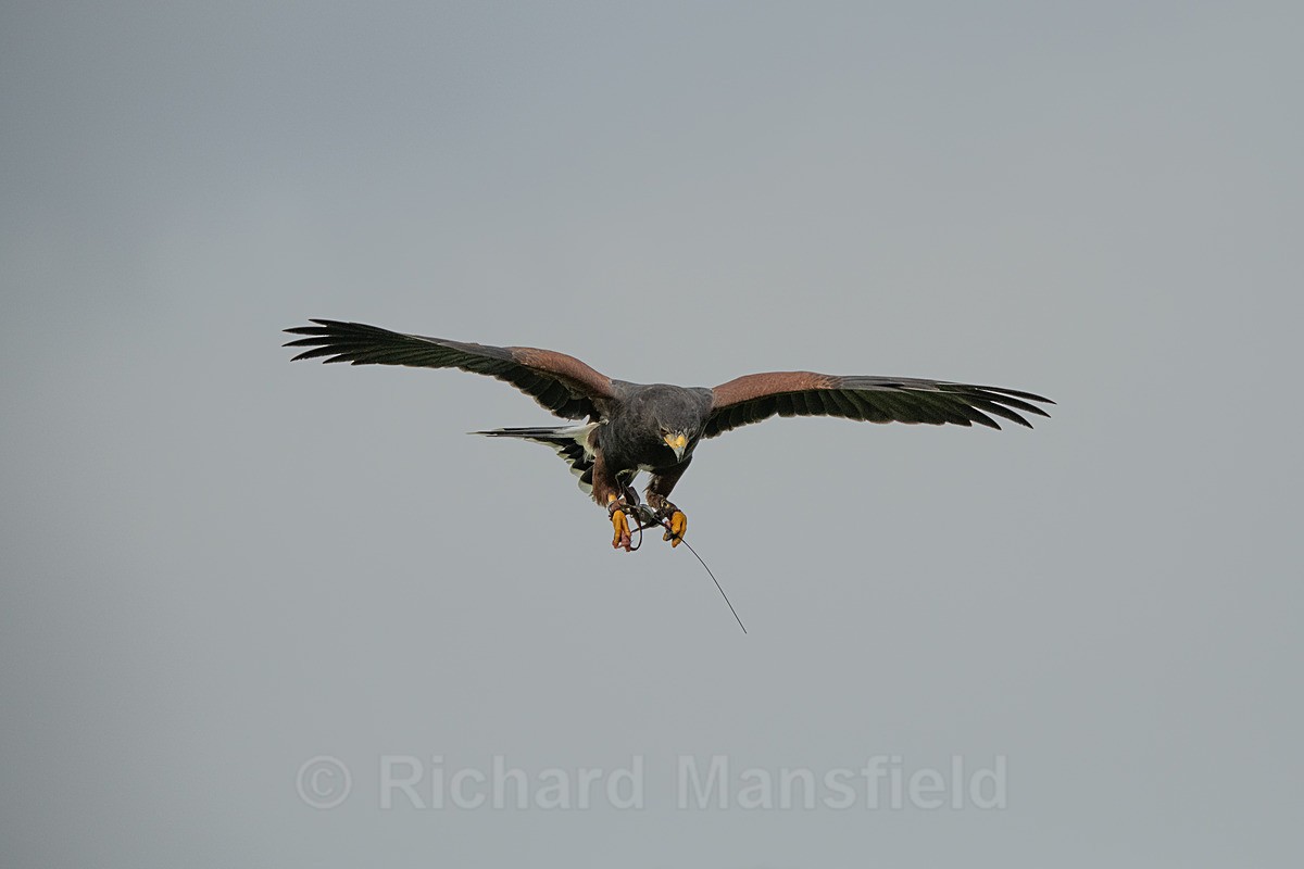  - West of England Falconry