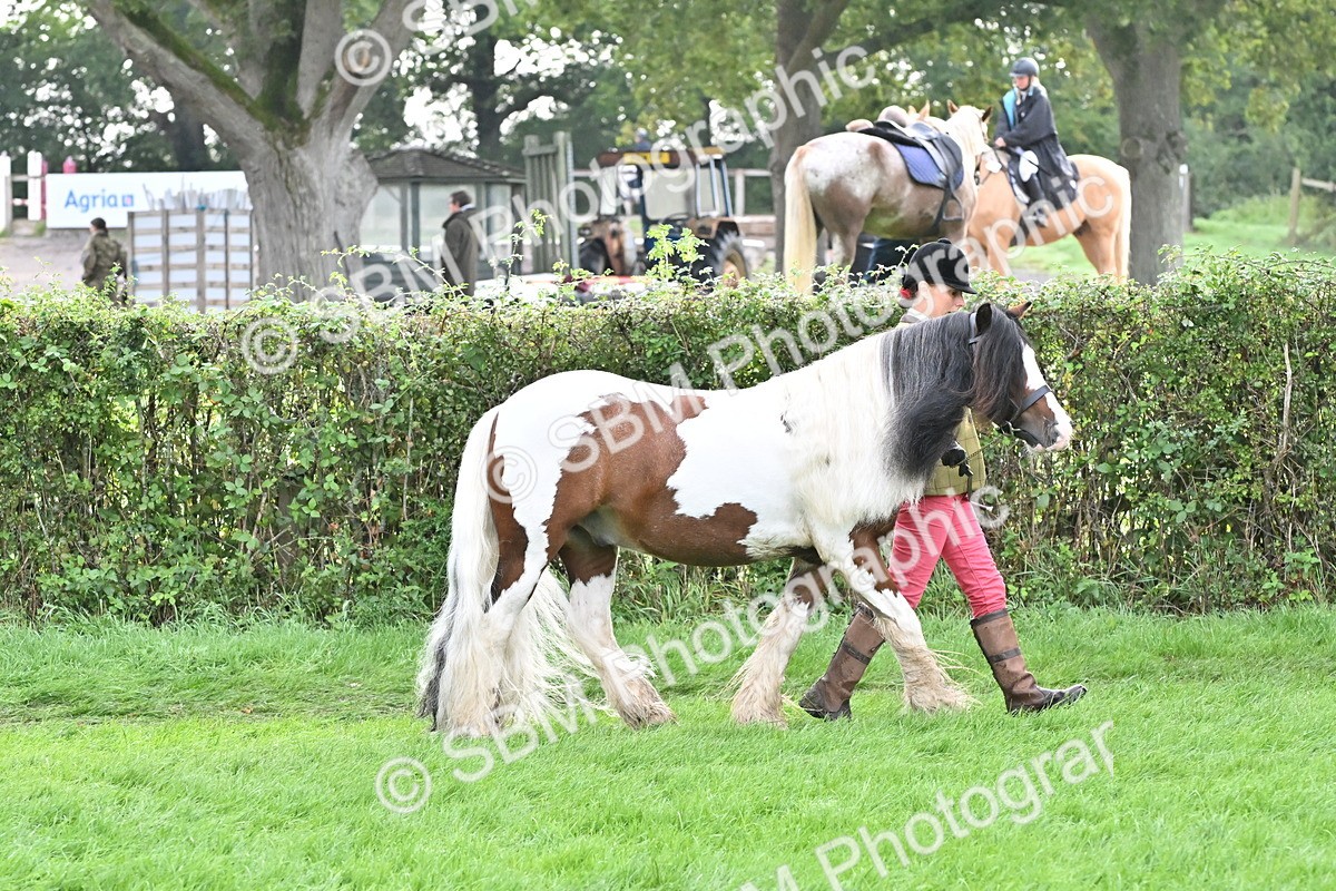 SBM_56923 - S45 - Coloured Pony In Hand