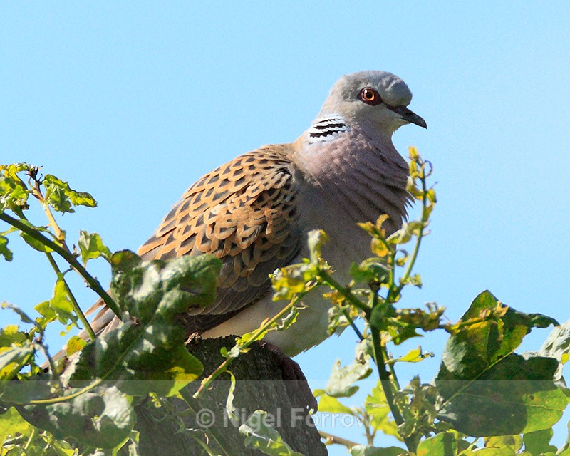 Turtle Dove perched in a tree at Otmoor RSPB - Turtle Dove