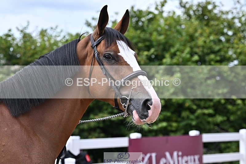 250716-130154-00270 - Trot Up 12.30 to 1.30