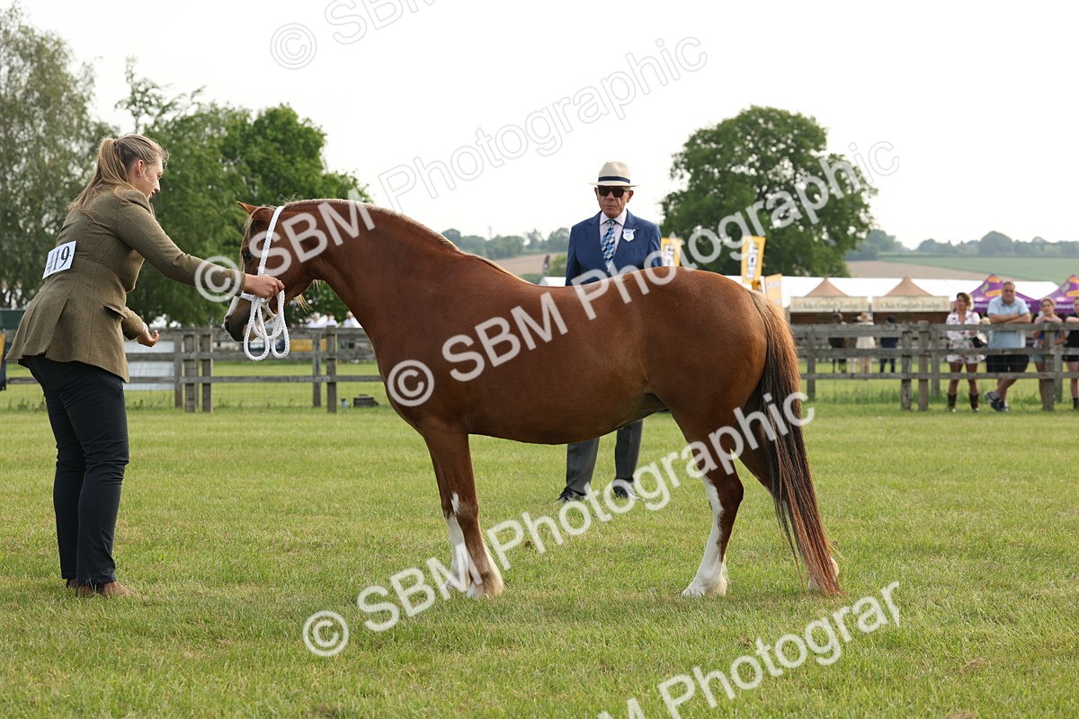 SBM_00532 - Class 6-13 - Mountatin and Moorland In Hand Welsh Breeds