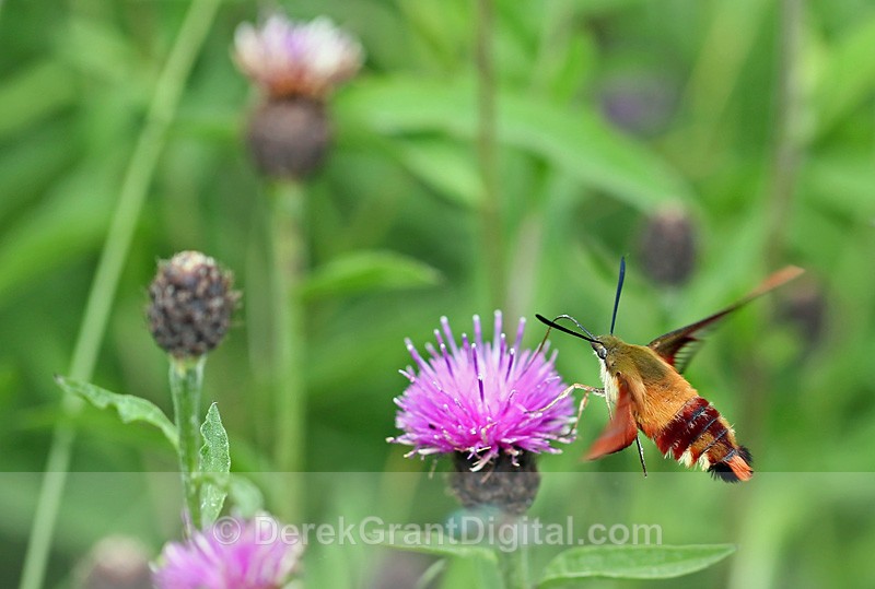 Hemaris thysbe
