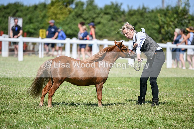 DSC_7134 - Class 61: Miniature Horse 4yrs & over