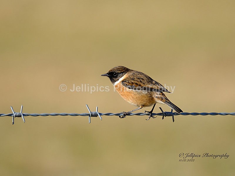 - Wildlife and Nature