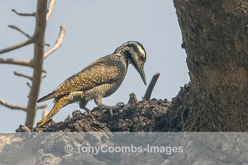 Bearded Woodpecker - Botswana ~ Birds