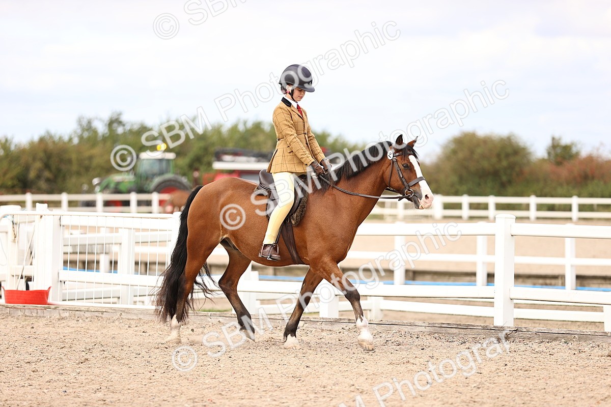 SBM_15987 - Class 417 - Handsomest Gelding (IH or Ridden) Jnr
