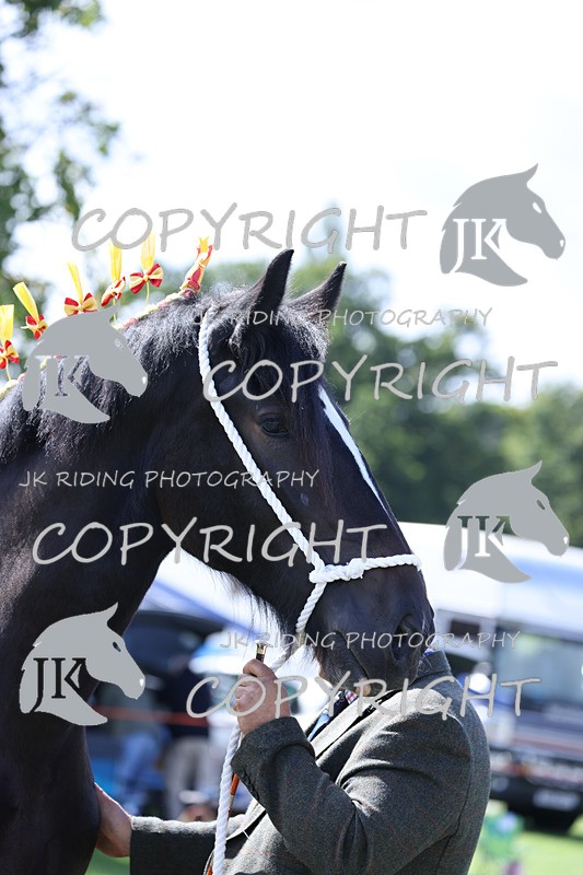 APP_3174 - Class 3 Youngstock