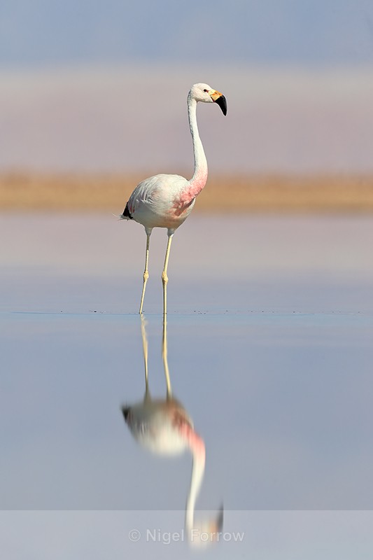Andean Flamingo reflection, Laguna Chaxas, Chile - Andean Flamingo