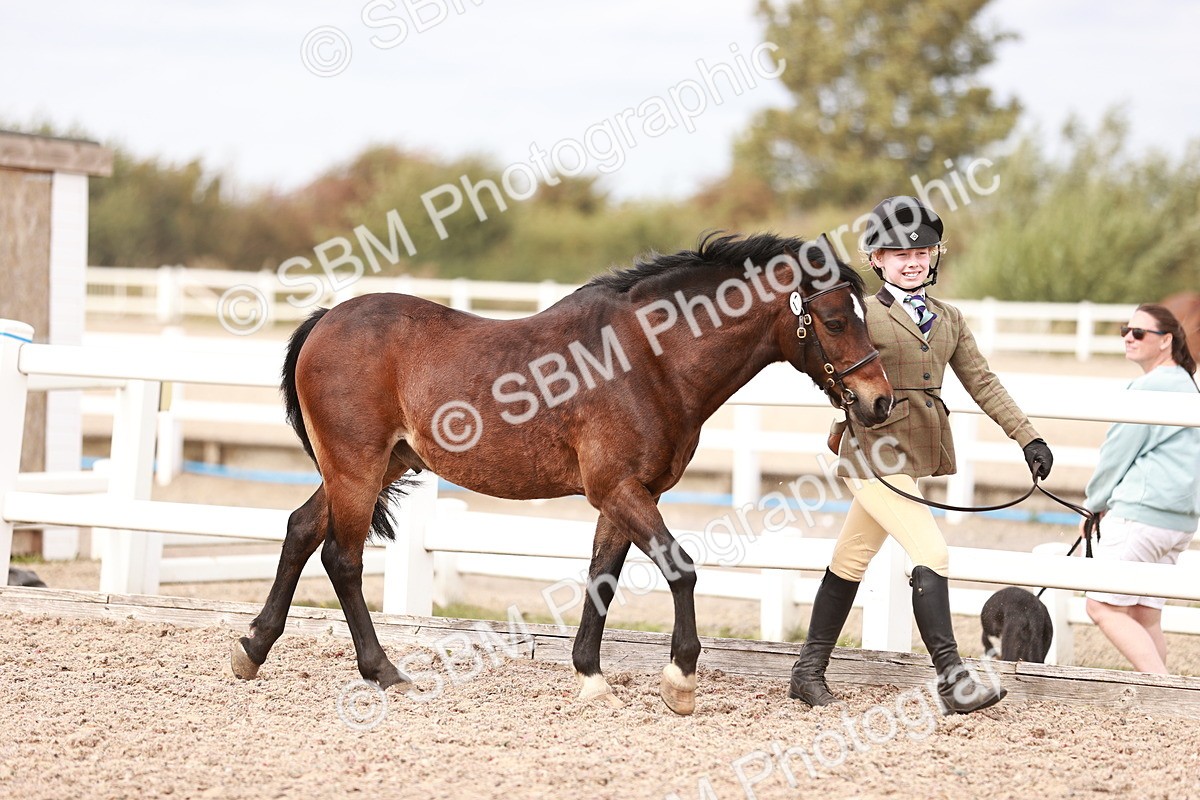 SBM_18287 - Class 417 - Handsome Gelding (IH or Ridden - JNR)