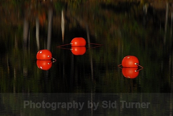 Lake Sylvia - Scenics and Life