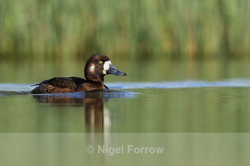 Scaup (female), Lake Myvatn, Iceland - Scaup