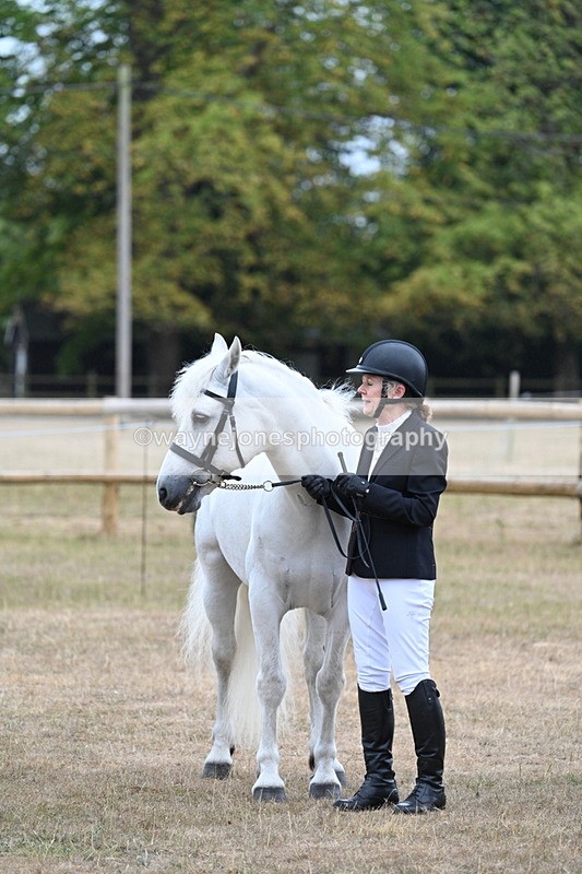 WJ7_9773 - Class 5a Most Handsome Gelding (above 14.2hh)