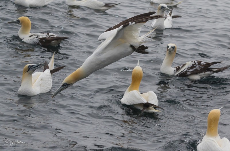 Gannets Diving 3