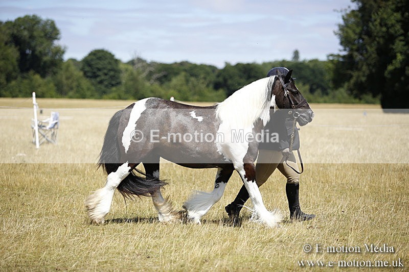 _C7A0041 - BVRC Sow 2018 Ring 2