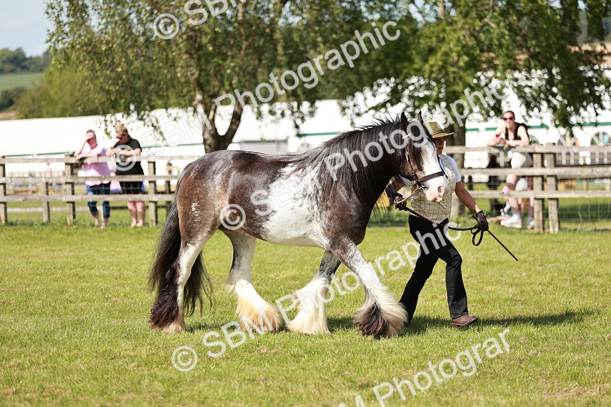 SBM_08800 - Class 63-65 - Traditional Gypsy Cobs In Hand & Ridden