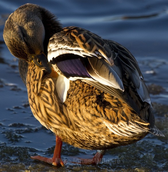 MALLARD WINTER 2010 - THE MALLARD DUCK