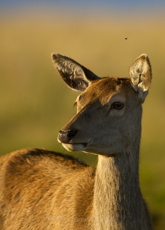 Red deer hind ref rd 41b - RED DEER