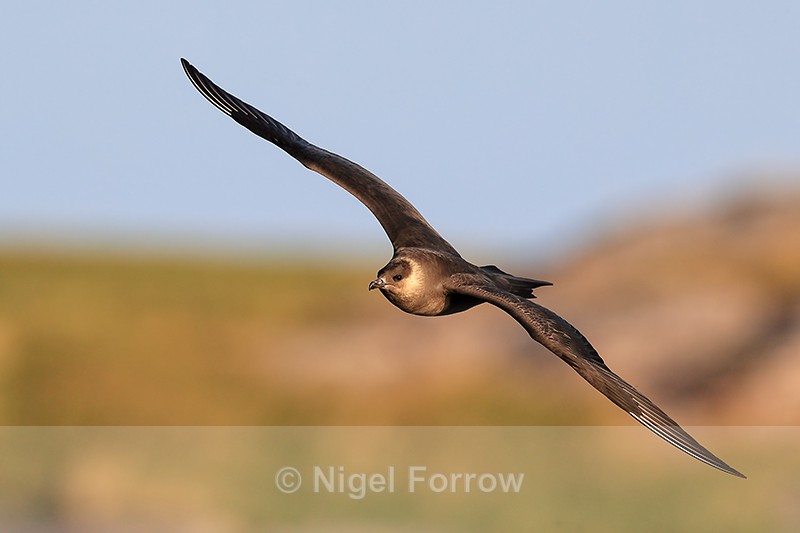 Arctic Skua in flight, Flatanger, Norway - Arctic Skua